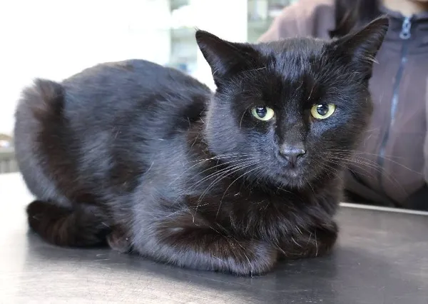 Znaleziono kota, Łódź, 7 października 2025 (1/2)