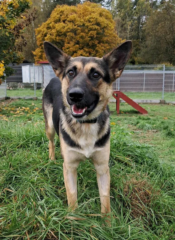 Pies do adopcji, Olsztyn, 19 września 2025 (2/3)