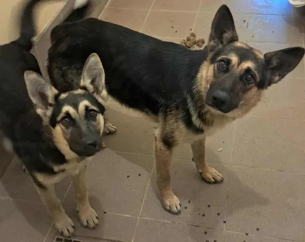 Pies do adopcji, Olsztyn, 19 września 2025 (3/3)