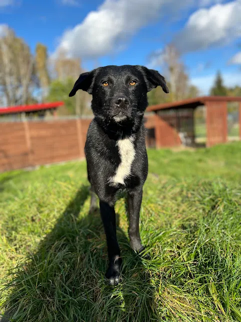 Pies do adopcji, Olsztyn, 19 września 2025 (1/5)