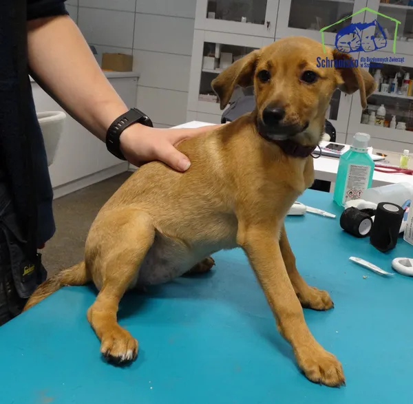 Pies do adopcji, Szczecin, 9 października 2025