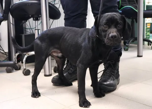 Znaleziono psa, Łódź, 10 października 2025 (1/4)