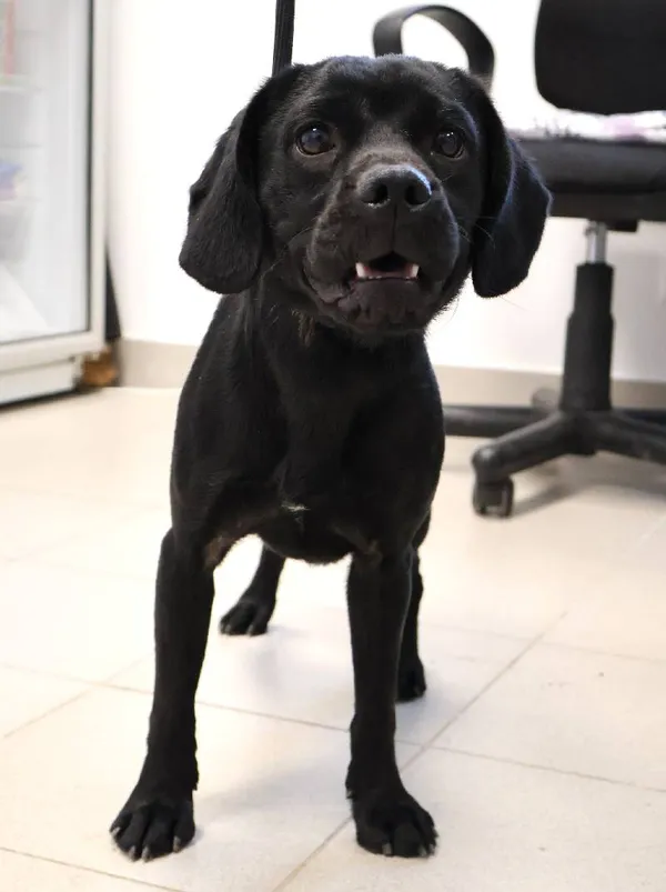 Znaleziono psa, Łódź, 10 października 2025 (3/4)