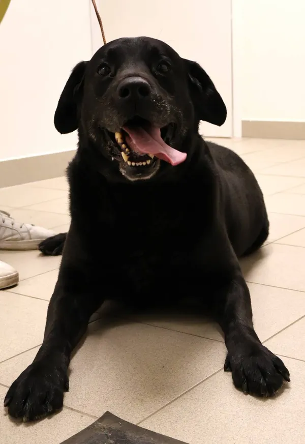 Znaleziono psa, Łódź, 9 października 2025 (2/2)