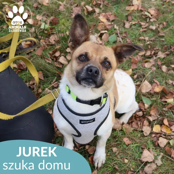 Pies do adopcji, Dąbrówka, 10 października 2025 (2/4)