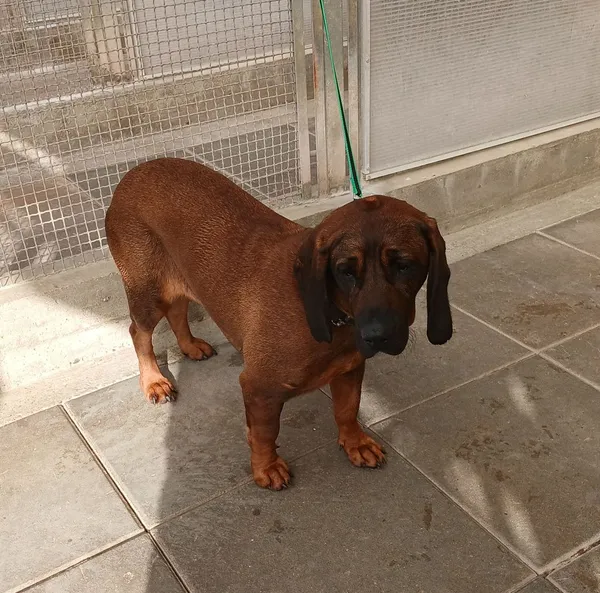 Znaleziono psa, Gdańsk, 10 października 2025