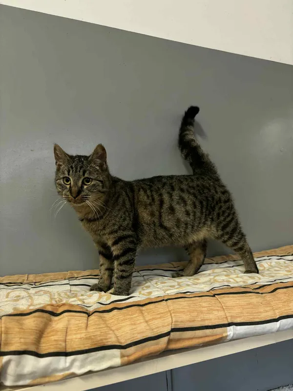 Znaleziono kota, Olsztyn, 8 października 2025 (2/4)