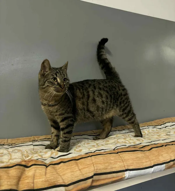 Znaleziono kota, Olsztyn, 8 października 2025 (1/4)