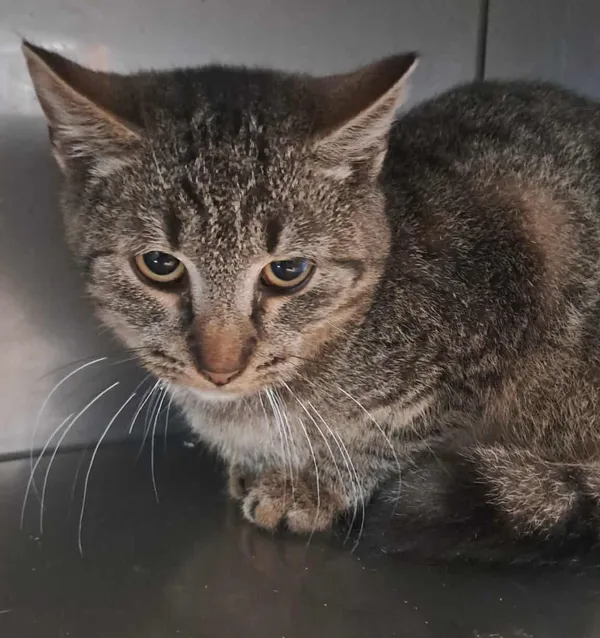 Znaleziono kota, Olsztyn, 8 października 2025 (3/4)