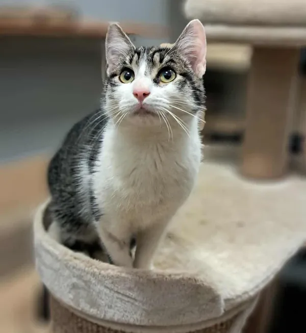 Znaleziono kota, Olsztyn, 7 października 2025 (1/5)