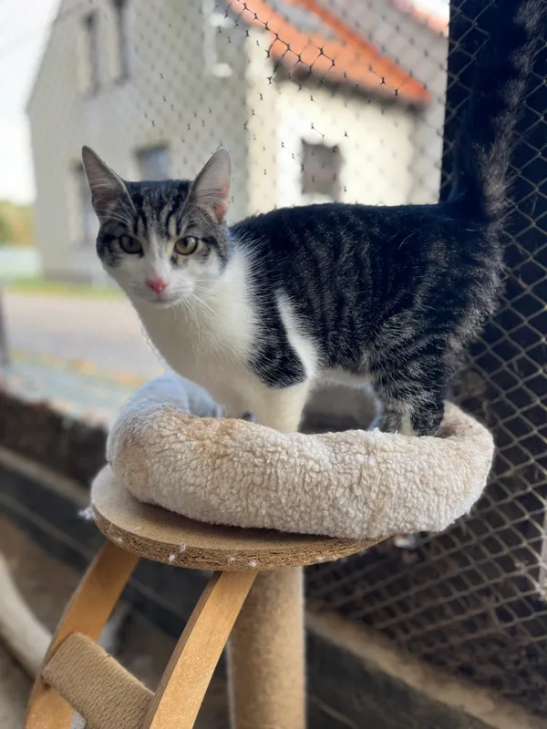 Znaleziono kota, Olsztyn, 7 października 2025 (5/5)