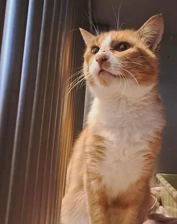 Znaleziono kota, Olsztyn, 6 października 2025