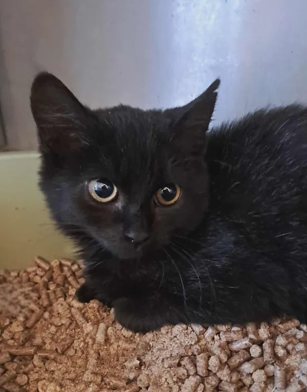 Znaleziono kota, Olsztyn, 1 października 2025 (1/2)