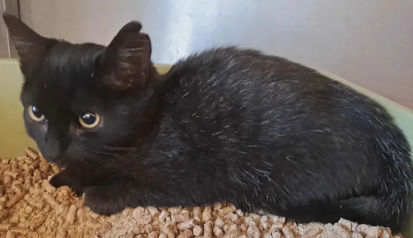 Znaleziono kota, Olsztyn, 1 października 2025 (2/2)