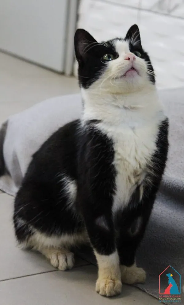 Kot do adopcji, Grudziądz, 3 października 2025 (2/5)