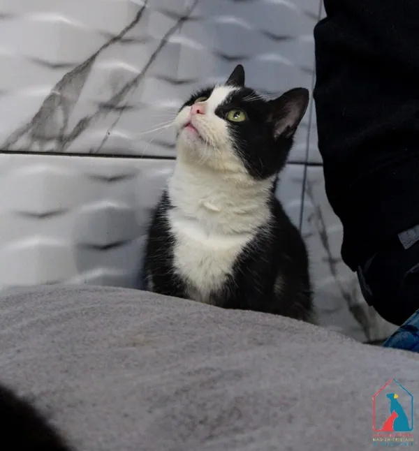 Kot do adopcji, Grudziądz, 3 października 2025 (3/5)