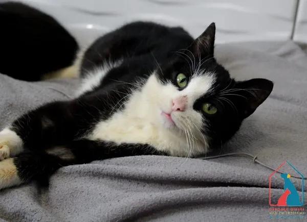 Kot do adopcji, Grudziądz, 3 października 2025 (5/5)