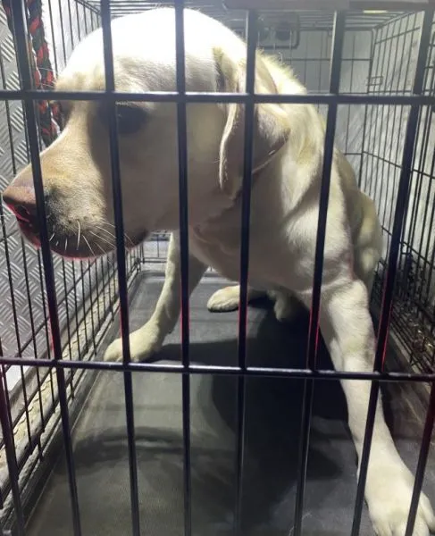 Znaleziono psa, Radom, 9 października 2025