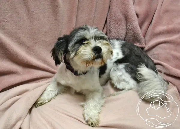 Pies do adopcji, Chełmek, 15 września 2025