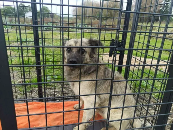 Pies do adopcji, Zgierz, 9 października 2025