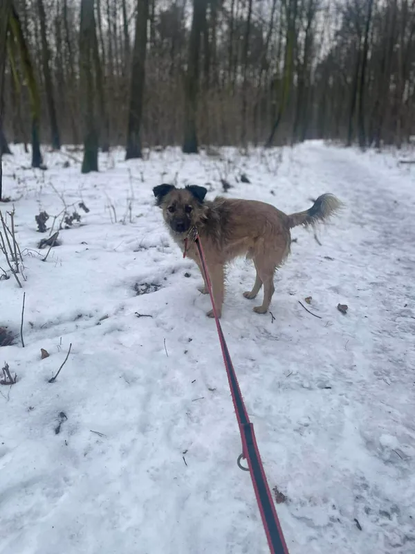 Pies do adopcji, Zgierz, 9 października 2025 (2/5)