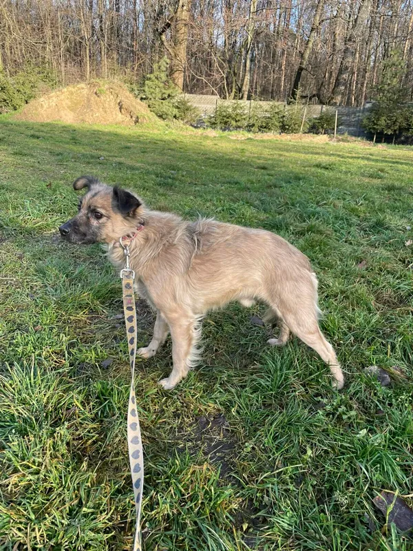 Pies do adopcji, Zgierz, 9 października 2025 (4/5)