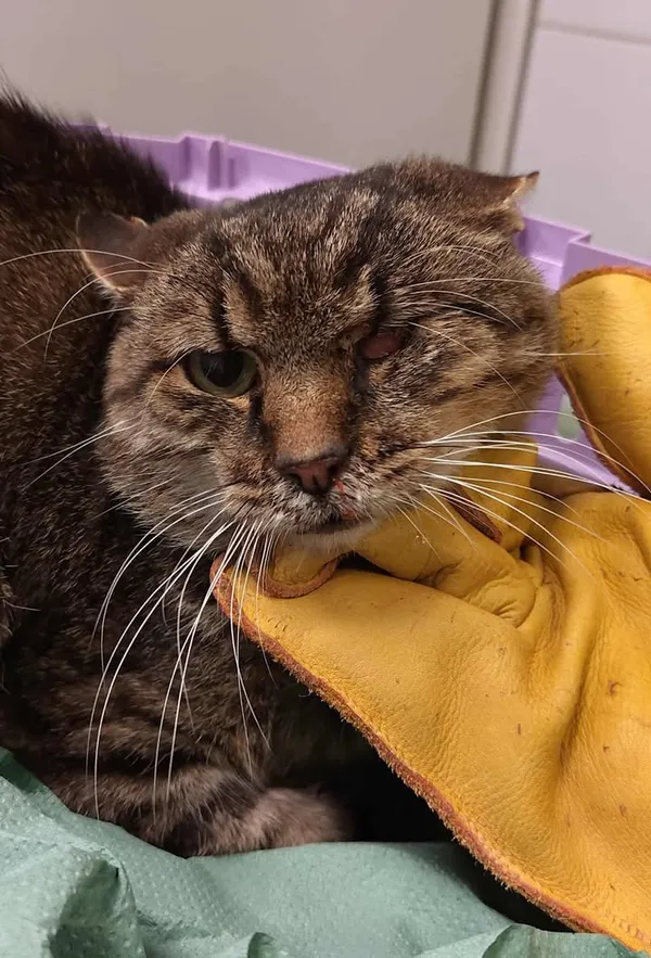 Znaleziono kota, Lublin, 6 października 2025