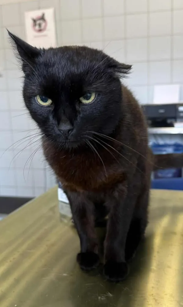 Znaleziono kota, Lublin, 6 października 2025