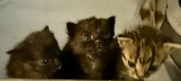 Znaleziono kota, Lublin, 6 października 2025