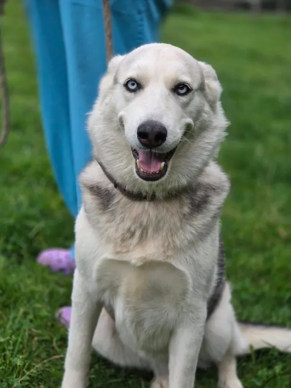 Pies do adopcji, Jelenia Góra, 8 października 2025 (1/4)