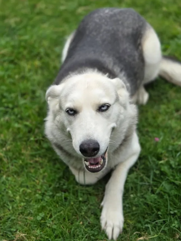 Pies do adopcji, Jelenia Góra, 8 października 2025 (2/4)