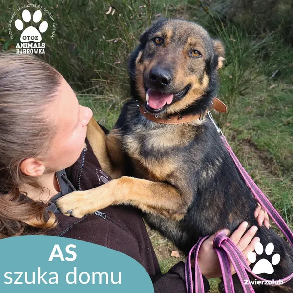 Pies do adopcji, Dąbrówka, 11 października 2025 (4/4)