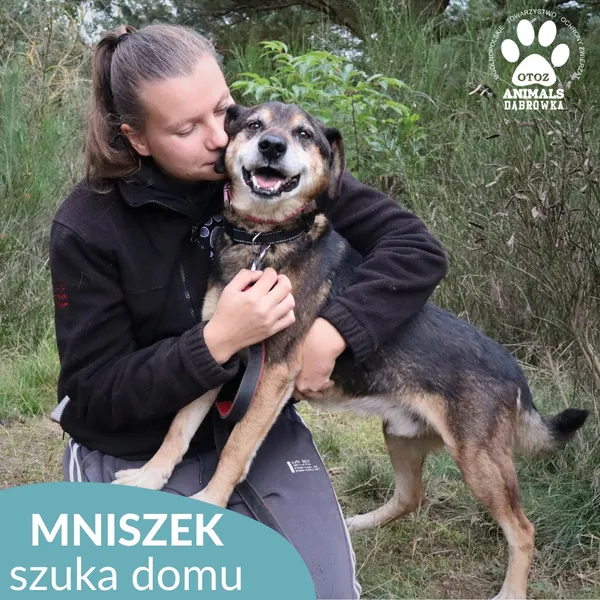 Pies do adopcji, Dąbrówka, 11 października 2025 (1/4)