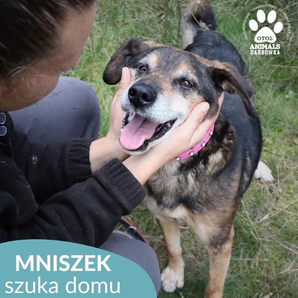 Pies do adopcji, Dąbrówka, 11 października 2025 (2/4)