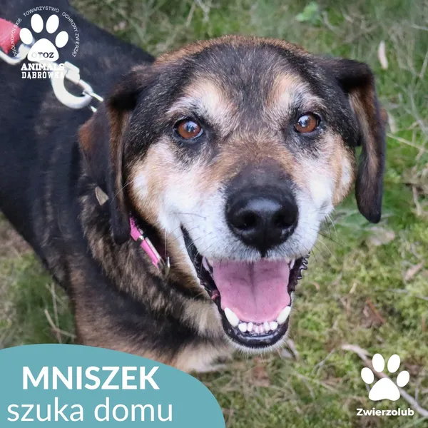 Pies do adopcji, Dąbrówka, 11 października 2025 (4/4)
