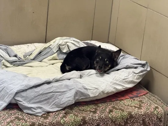 Pies do adopcji, Kraków, 26 września 2025