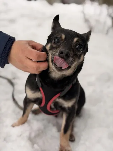 Pies do adopcji, Kraków, 26 września 2025 (1/3)