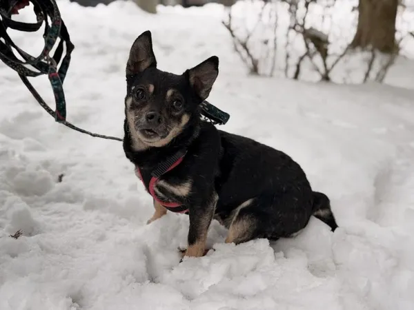 Pies do adopcji, Kraków, 26 września 2025 (2/3)