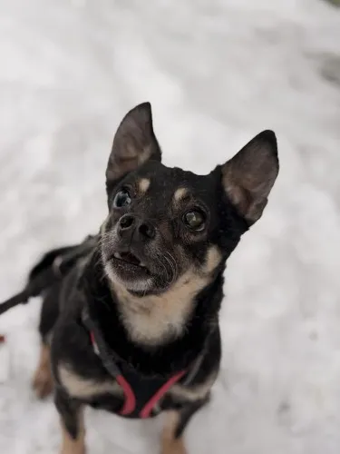 Pies do adopcji, Kraków, 26 września 2025 (3/3)