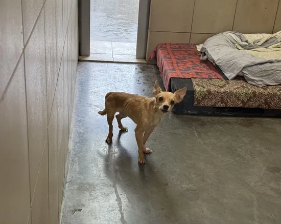 Pies do adopcji, Kraków, 26 września 2025