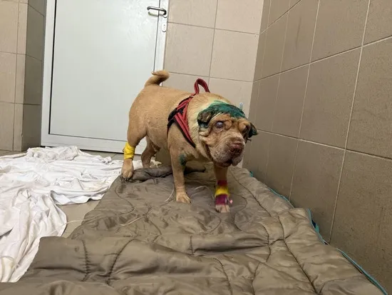 Pies do adopcji, Kraków, 26 września 2025