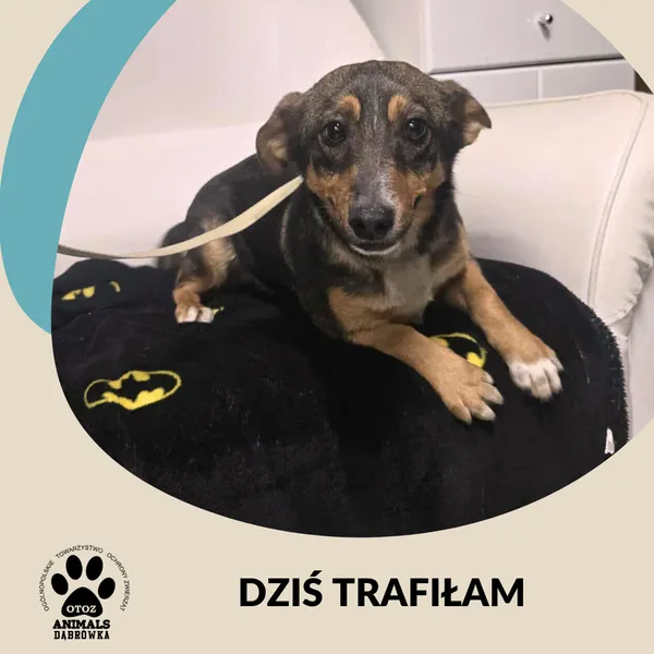Znaleziono psa, Dąbrówka, 10 października 2025
