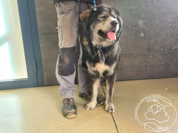 Znaleziono psa, Chełmek, 10 października 2025