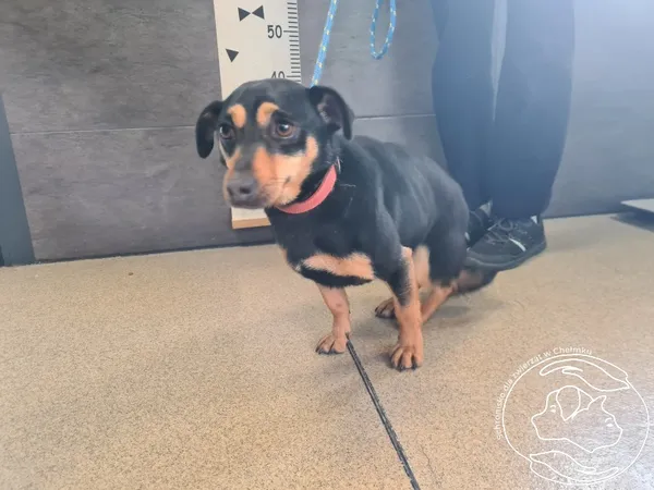 Znaleziono psa, Chełmek, 10 października 2025