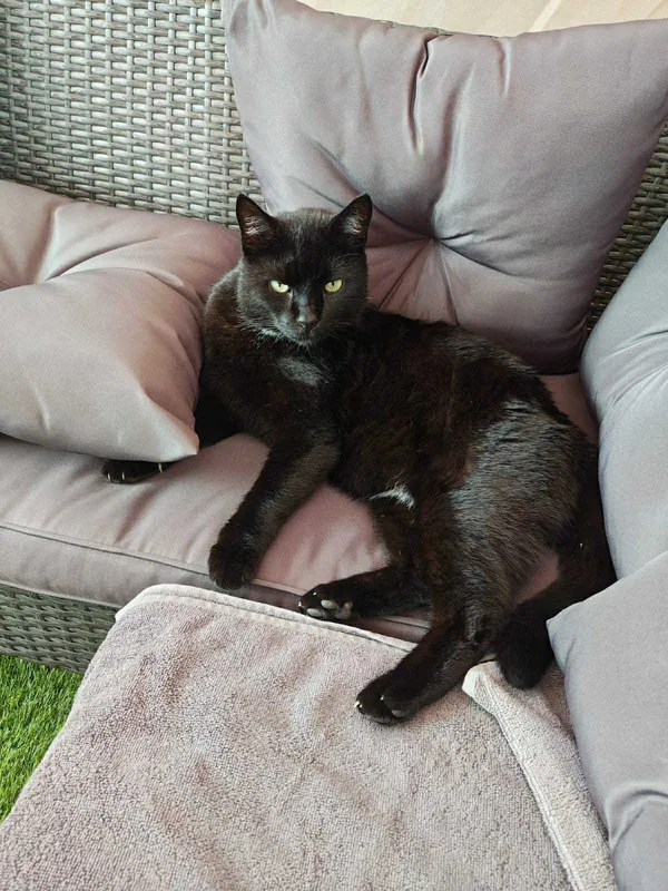 Zaginął kot, Reda, Betlejem, 12 października 2025