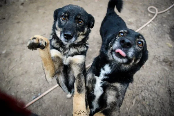 Oddam psa, Warszawa, Pelcowizna, 12 października 2025 (1/5)