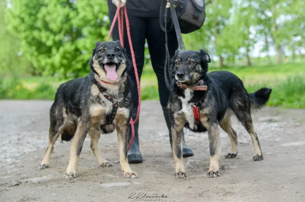 Oddam psa, Warszawa, Pelcowizna, 12 października 2025 (2/5)