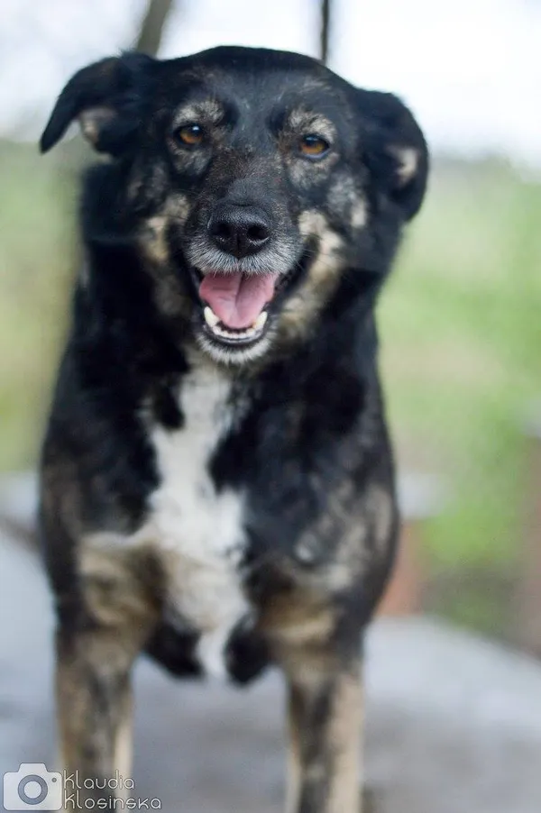 Oddam psa, Warszawa, Pelcowizna, 12 października 2025 (3/5)