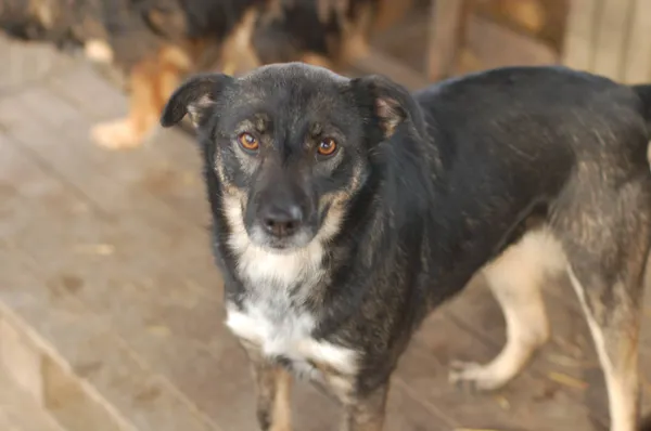 Oddam psa, Warszawa, Pelcowizna, 12 października 2025 (5/5)