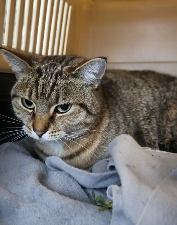 Znaleziono kota, Łódź, 12 października 2025 (2/4)